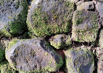 Stone wall covered with a green moss, background, texture.