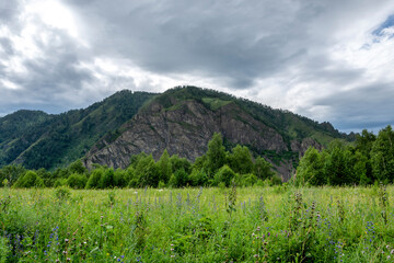 mountain peaks overgrown with green coniferous forest. warm summer day