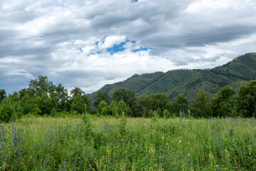 mountain peaks overgrown with green coniferous forest. warm summer day