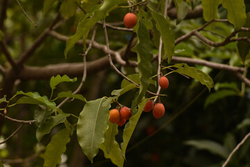 Mimusops elengi, Tanjung in Indonesia language, is a medium sized evergreen tree found in tropical forests in Southeast Asia include Indonesia and English common names Spanish cherry, medlar