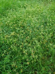 green grass background