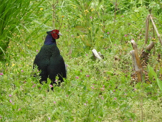 五月の草地に佇む雄のキジ
