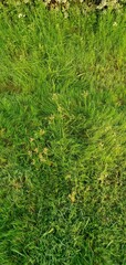 green moss background