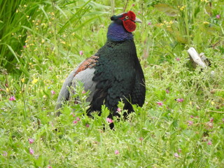 五月の草地に佇む雄のキジ