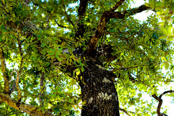 Fototapeta premium tree in the forest