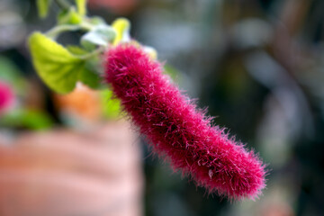flor roja rabo de mono