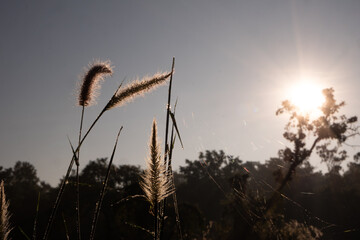 Fototapeta premium sunset in the field