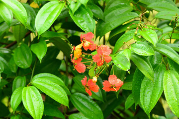 Bauhinia coccinea is a beautiful orange, yellow and red flowering houseplant belonging to the genus Bauhinia and the legume family.