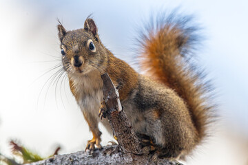 Arctic ground squirrel seen in northern Canada in the wild with close up shots and blurred background. 