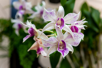 Orchid, Different types of orchids. 