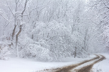 Winter, the first snowfall in the nature park, fluffy snow enveloped everything in a white blanket,...