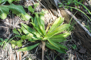 Culantro, Long coriander, Sawtooth coriander or Eryngium foetidum branch in garden