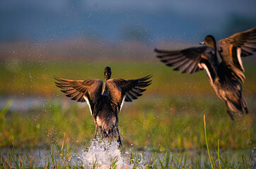 water sprint