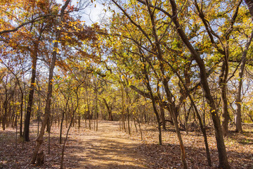Naklejka premium Beautiful fall color of the Martin Park Nature Center