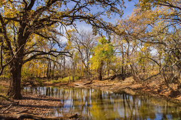 Obraz premium Beautiful fall color of the Martin Park Nature Center