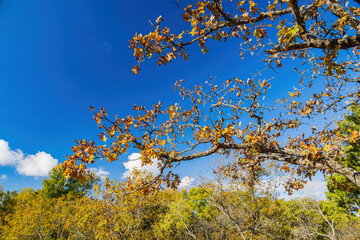 Fall color of the Osage Hills State Park