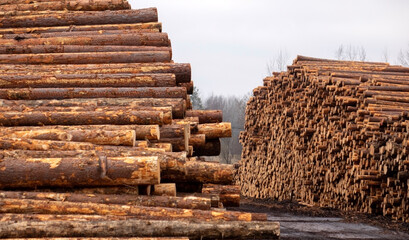 Freshly cut pine logs at a sawmill. Forestry