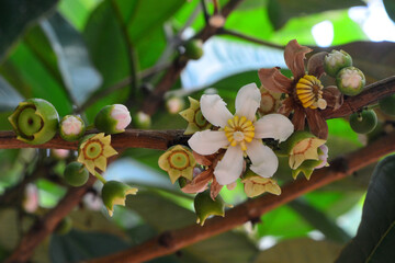 Bellucia axinanthera, vernacular name is Jambu Tangkalak, guayabilla or pera is the name of a type...