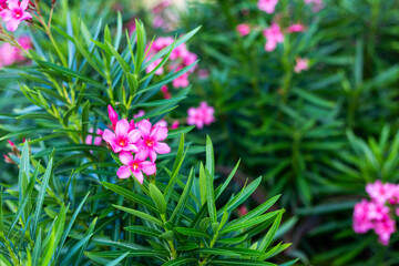 Obraz premium petite fleur délicate rose dans un buisson à feuilles pointues 