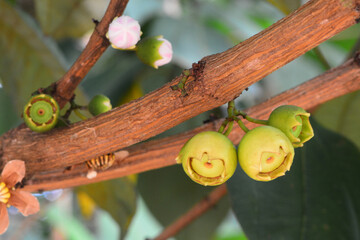 Bellucia axinanthera, vernacular name is Jambu Tangkalak, guayabilla or pera is the name of a type...
