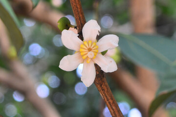 Bellucia axinanthera, vernacular name is Jambu Tangkalak, guayabilla or pera is the name of a type...
