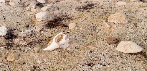gros plan sur un coquillage blanc dans le sable sur la plage 