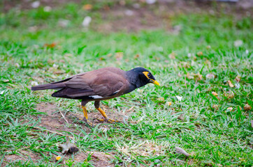 Indian or Common Myna bird walking on the green grass.