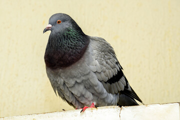 Stock pigeon perched on a door wing, stock pigeon, carrier pigeon, domestic, close-up.