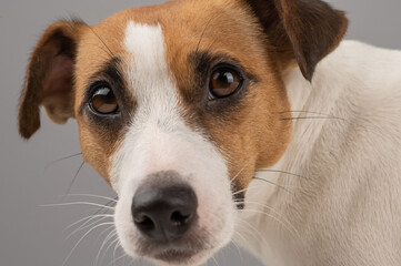 Cropped portrait of dog jack russell terrier.