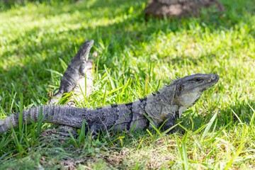 Vue de côté d'un gros iguane gris dans le gazon lors d'une journée ensoleillée