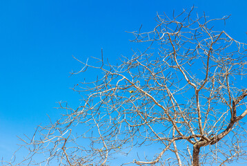 Tree branch over clear blue sky on summer day