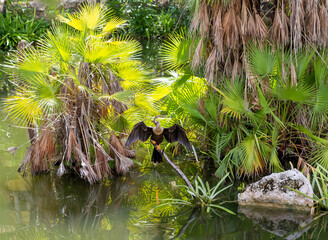 oiseau avec ailes ouvertes en train de se faire s&eacute;cher sur une branche lors d'une journ&eacute;e ensoleill&eacute;e 