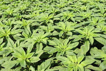 green amaranth farm on field