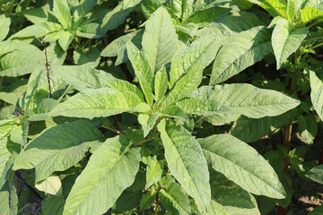 green amaranth farm on field