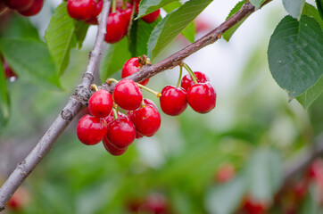 A bunch of Red ripe Cherry on its branch in a farmland.