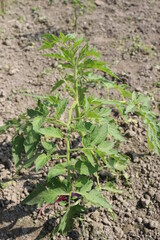 green colored tomato tree farm