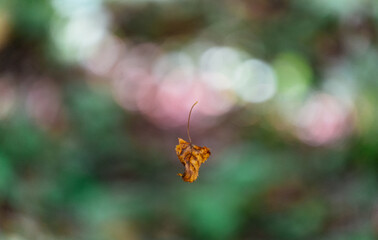 leaf