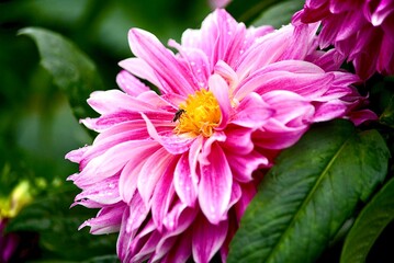 pink dahlia flower