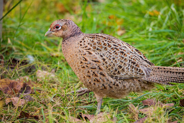 Close up shot of female Ring Necked Pheasant