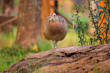 Close up shot of female Ring Necked Pheasant