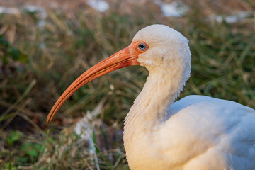 Close up shot of American white ibis