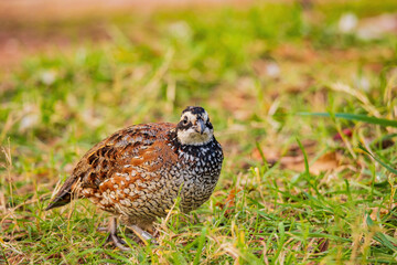 Close up shot of Northern Bobwhite