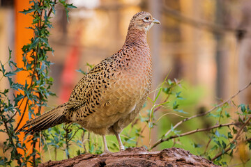 Close up shot of female Ring Necked Pheasant