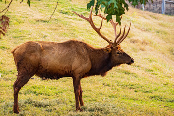 Naklejka na ściany i meble Close up shot of Elk