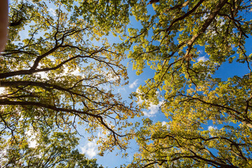 Fall color near the Eagle view Trail