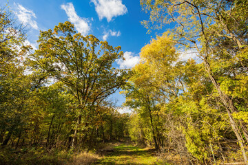 Fall color near the Eagle view Trail