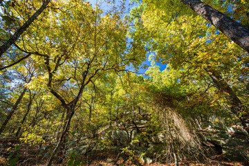 Nature autumn fall color of Robbers Cave State Park