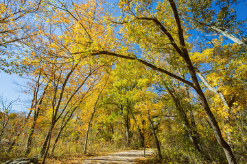 Fototapeta premium Fall color of the nature trail in Chickasaw National Recreation Area