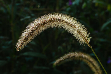 close up of a plant