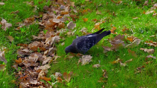 A pigeon is eating something in the park on the grass with yellow leaves around
